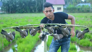 RATUSAN BURUNG KENAK //MENGUNAKAN JERAT DARI SINAR PANCING//BIRY TRAP