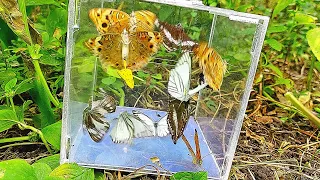 Catch a giant butterfly, catching beautiful butterflies of various colors