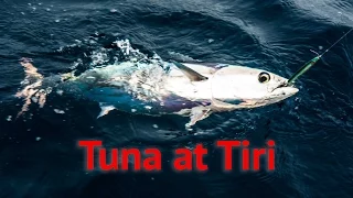 Catching skipjack tuna at Tiritiri-Matangi Island, Hauraki Gulf New Zealand