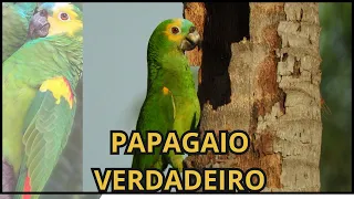 PAPAGAIO VERDADEIRO Amazona aestiva