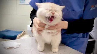 A cat who became so talkative at the vet (What happens when Dabok goes to the vet)