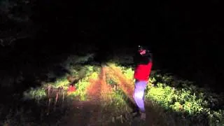 Wolf howling in Eastern Algonquin Park September 2014