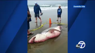 White shark washed up on Santa Cruz Co. beach had multiple injuries