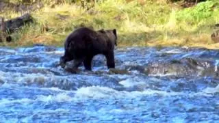 Cruising Alaska: A Brown Bear Fishing in a Frigid River