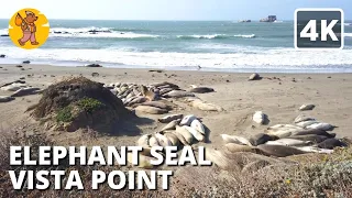 4K Elephant Seal Vista Point Walking Tour | 🔊 Binaural Sound