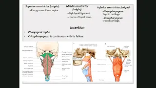 Pharynx (Respiratory system 2)