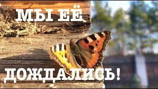 #126. Обрезка сада. Свинарник-начало положено! Чахохбили в афганском казане. [Жизнь на своей земле]