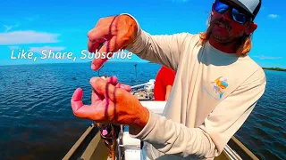 How To Use Pinfish For Redfish on Low Tide .  Bayport FL