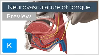Tongue: nerve supply, arteries and veins (preview) - Human Anatomy | Kenhub