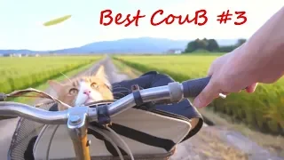 Best Coub #3 | Лучшее | Июль 2018