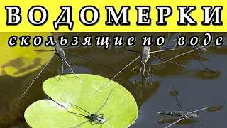 ВОДОМЕРКИ - Скользящие по воде