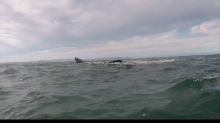 Southern Right Whales Mating - Up Close and Personal!!