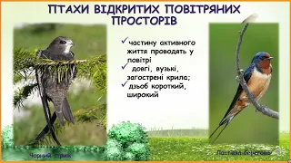 Біологія, 7 клас Практична робота №2 Екологічні групи птахів