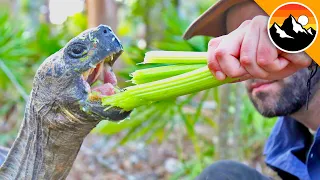 Hungry GIANT Tortoise!