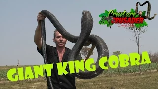 Top 10 Dangerous Animals in the World KING COBRA - # 3-SNAKE DUDE on YouTUBE! #kingcobra #cobra