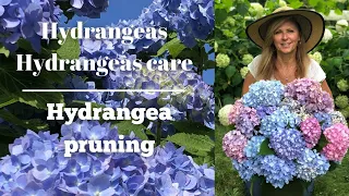 Hydrangeas | Hydrangeas care | Hydrangea pruning