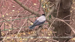 Ястреб и ворона в московском дворе.