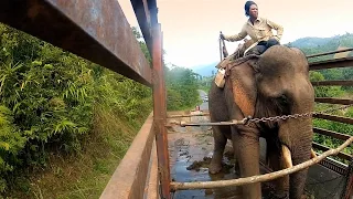 Elephant ambulance - Operation Wild: Episode 1 Preview - BBC One