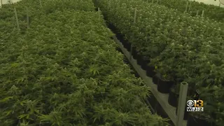 The future of recreational marijuana in Maryland