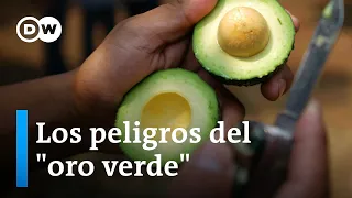 El negocio del aguacate agrava la lucha por el agua en México