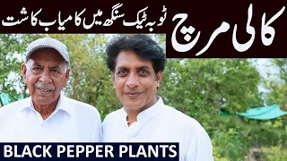 BLACK PEPPER Plants Growing in Punjab | COFFEE, KEWRA Pants