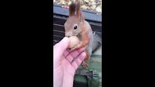 Молодая и ловкая белка / A young and agile squirrel
