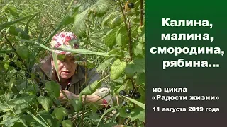 Калина, малина, смородина,  рябина. "Радости жизни" 11 августа 2019 года 2019 года.