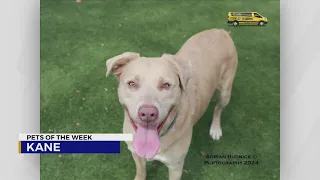Pets of the Week for May 7, 2024