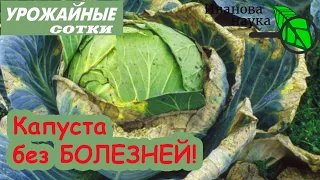 Вот так ПРАВИЛЬНО ухаживать за капустой! Ни болезней, ни вредителей!