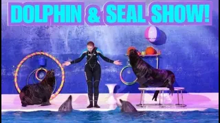 DOLPHIN & SEAL SHOW | DUBAI DOLPHINARIUM! BY LUXPINAY CHANNEL