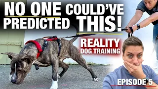 When You Have A Plan VS. What Actually Happens [Reality Dog Training: George the Pit Bull Ep. 5]