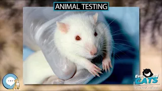 Animal testing 🐱🦁🐯 EVERYTHING CATS 🐯🦁🐱