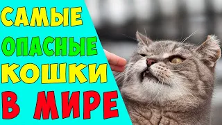 КАКИХ КОШЕК НЕ СТОИТ ЗАВОДИТЬ: 5 САМЫХ ОПАСНЫХ ПОРОД В МИРЕ