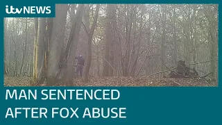 Man sentenced over 'abhorrent' animal abuse after attacking fox with garden fork | ITV News