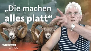 Wilde Mufflons rennen durch Kleinenbremen - Anwohnerin spricht Klartext | WDR aktuell
