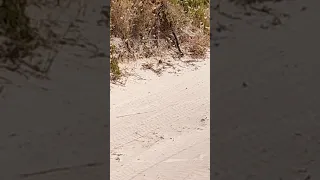 Tiger Snake in Nora Creina, South Australia