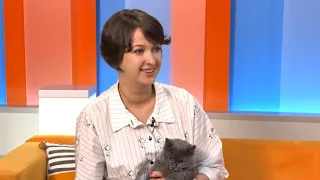 Британская кошка с эпилепсией. Как лечить?