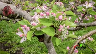 Apple blossoms Time Lapse