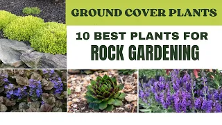 Rock Garden Ideas | Vigorous Growing & Drought Tolerant Plants | Best Plants For Hard Surafaces