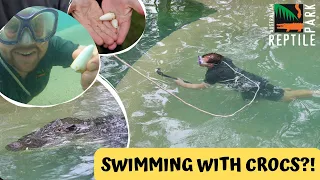 Swimming with crocs results in astounding discovery! | Australian Reptile Park