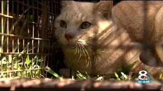 Crews remove dozens of cats from hazardous Citrus Co. home