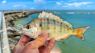 Live PINFISH BAIT Hooks Pier Beast! (Florida Pier Fishing)