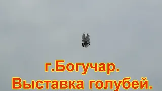 г Богучар , выставка голубей