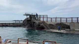 8/7小樽水族館🦭トドのショー