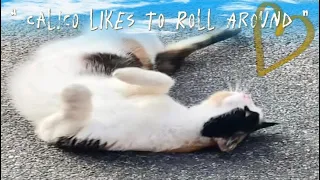 Sweetest playful calico likes to roll around #cats #calico