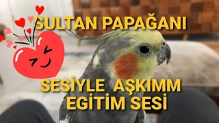 Kuşumu bu sesle konuşdurdum  Aşkim Eğitim sesi  (PAPAĞAN-MUHABBET KUŞU )video arası reklamsız