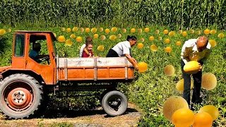 Harvesting Melon in the Village I 1 Hour Of The Best Vegetables Recipes