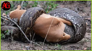 Monstrous Giant Python Displays Brutal Prey Hunting | animal attack