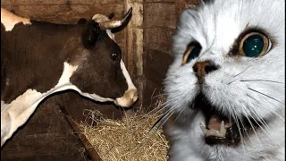 Говорящий КОТ 5 «Мира, может корову заведём, как кот Матроскин? Сметанка своя будет» - предложил кот