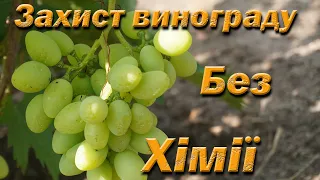 Здоровий виноградник без хімії. Пасинкування, чеканка. Захист винограду без препаратів